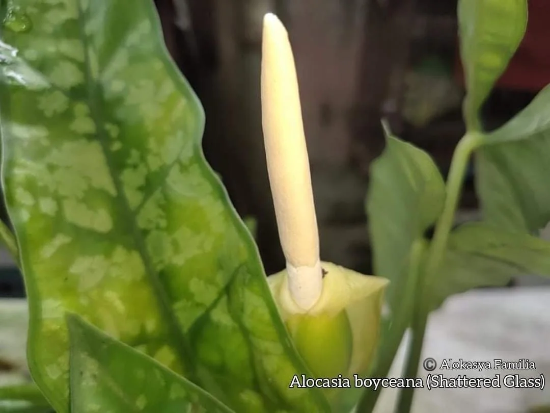 ALOCASIA HETEROPHYLLA 'SHATTERED GLASS' — Aroidpedia